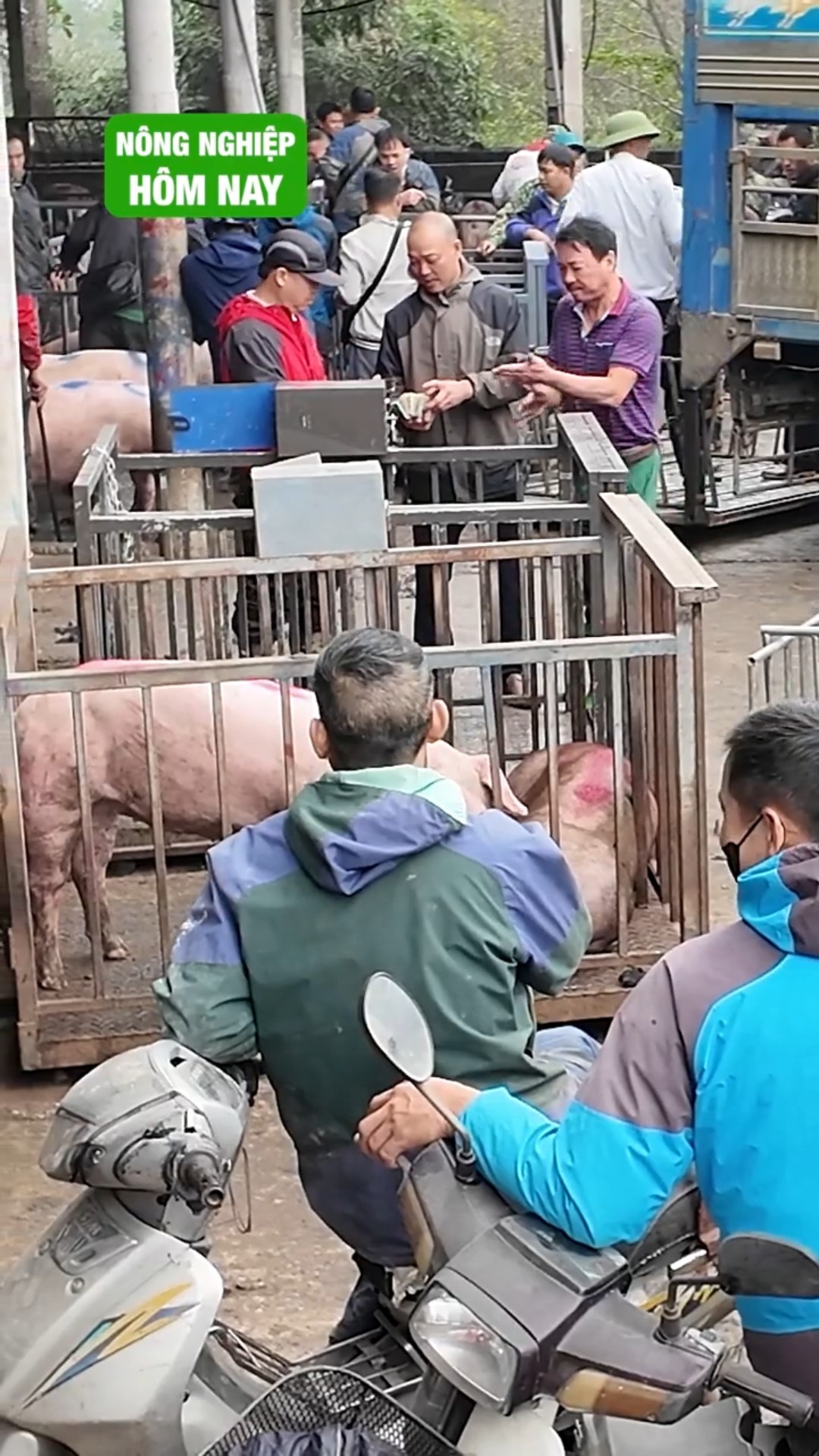 Tranh nhau mua. Giá heo sắp đạt 80